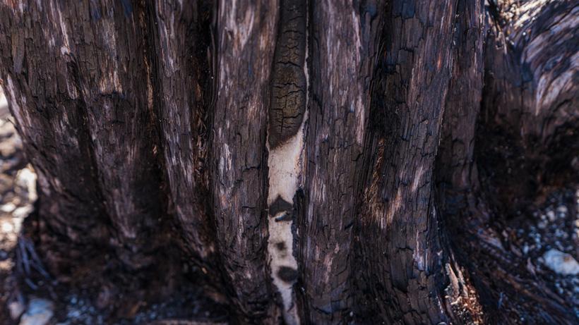 Texture of tree bark