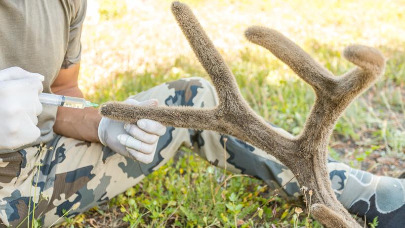 Injecting deer antler with formaldehyde to preserve