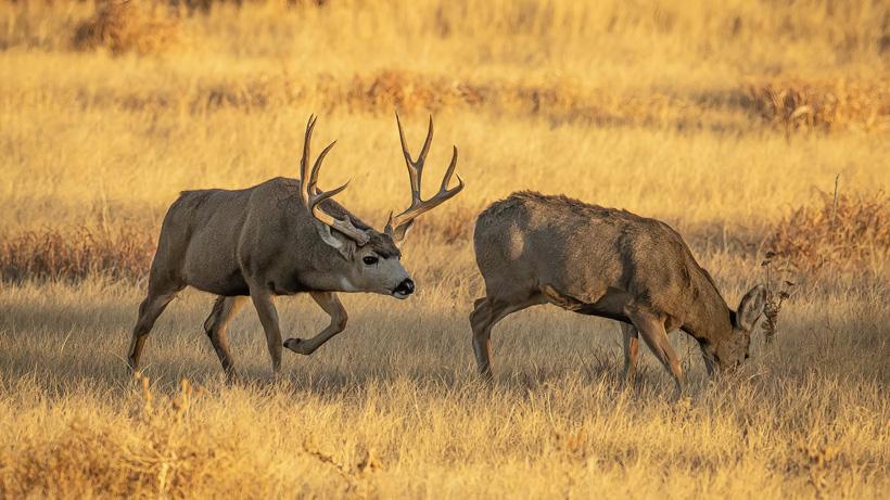 2022 utah mule deer hunting application strategy