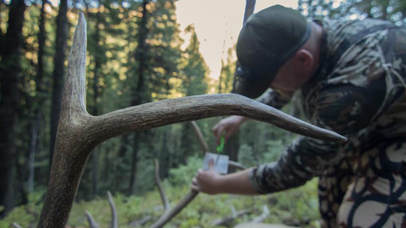 Cutting tag after taking an archery bull elk