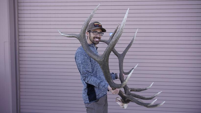 Bull elk at the office