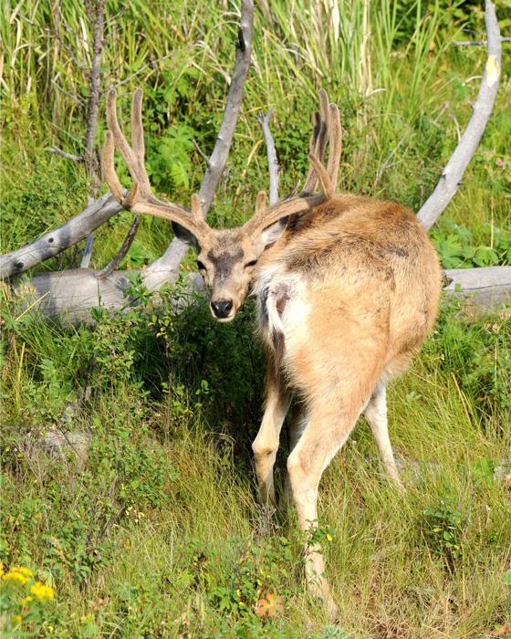 Velvet mule deer buck facing away