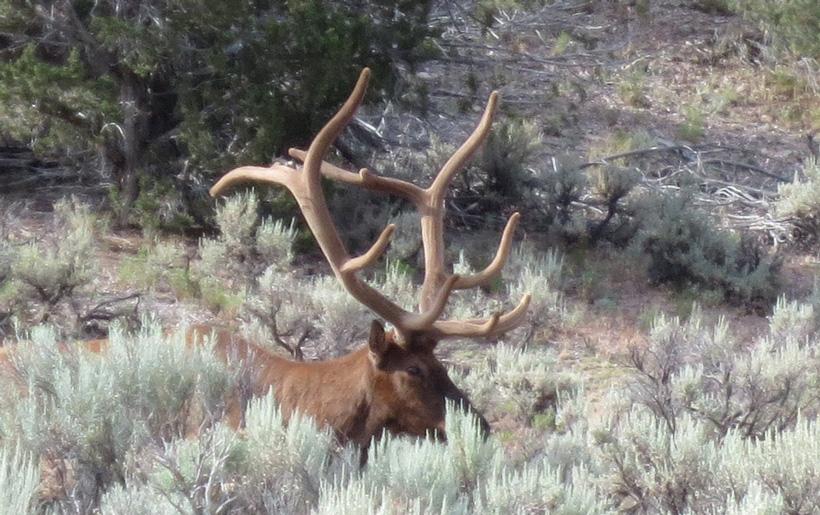 Large mature 5x5 bull elk