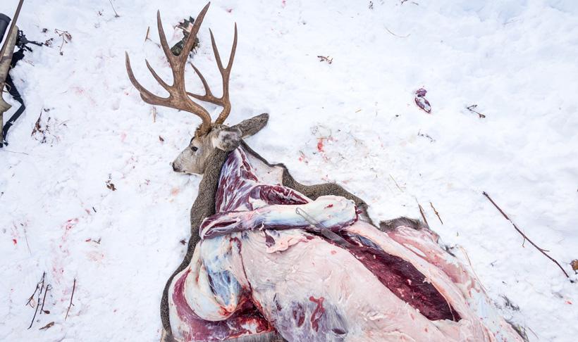 Cutting up mule deer meat in grizzly country