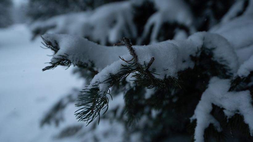Snow on tree late season hunting 820