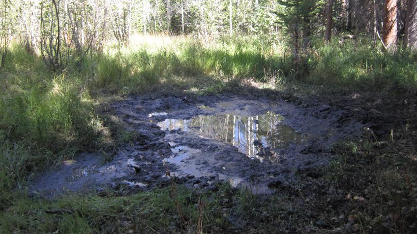 Hunting elk near wallows