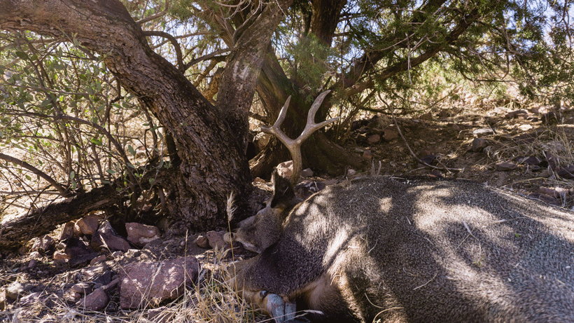 Mule deer down