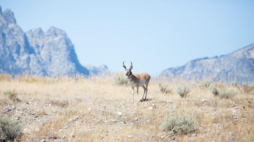 Wyoming antelope standing in open field