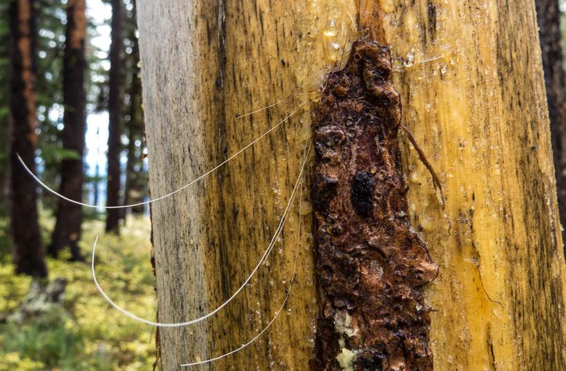 Elk hair on tree rub