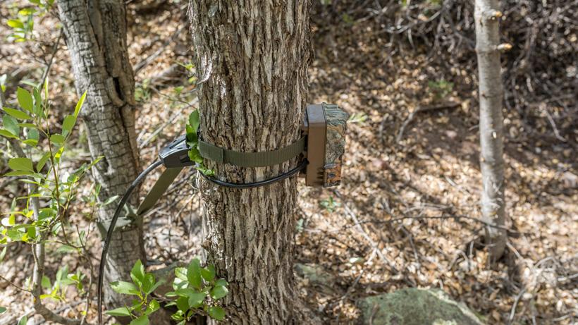 Trail camera placed to low on a tree