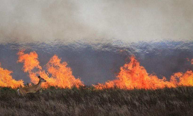 A deer next to flames from a wildfire