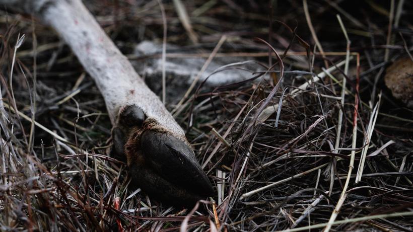 Bowhunting fever kirchner pic 5