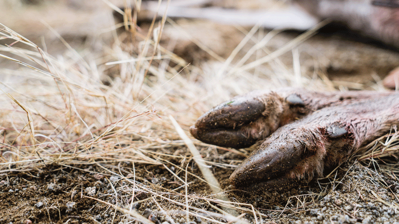 Hooves javalina down