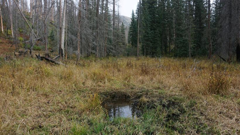 Wallow trail camera location