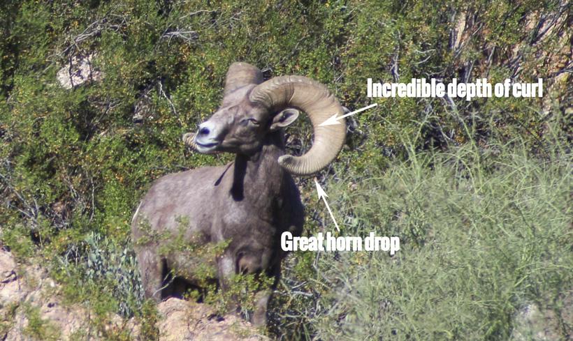Dolly bighorn sheep showing depth of horn curl