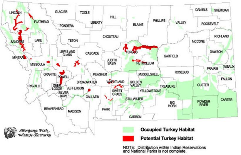 Montana potential and occupied turkey habitat