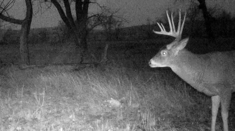 Symmetrical 10 whitetail buck trail camera photo in 2015