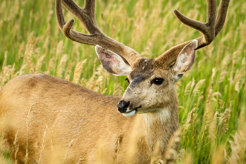 Mule deer nose