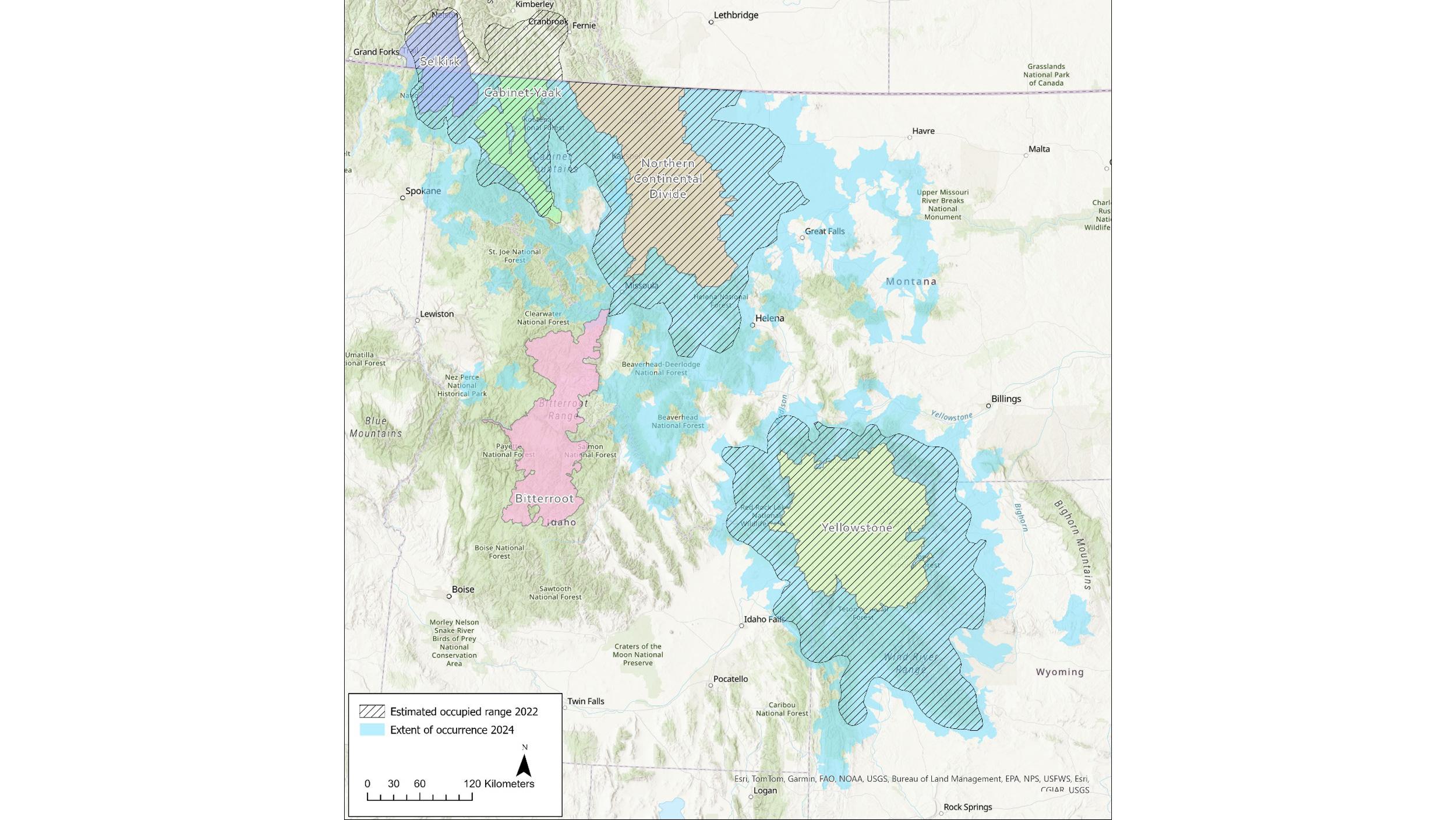 Estimated occurrence of grizzly bears in Montana 2024