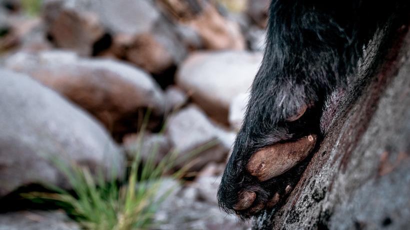 Is there such a thing as a bad hunt kirchner 5