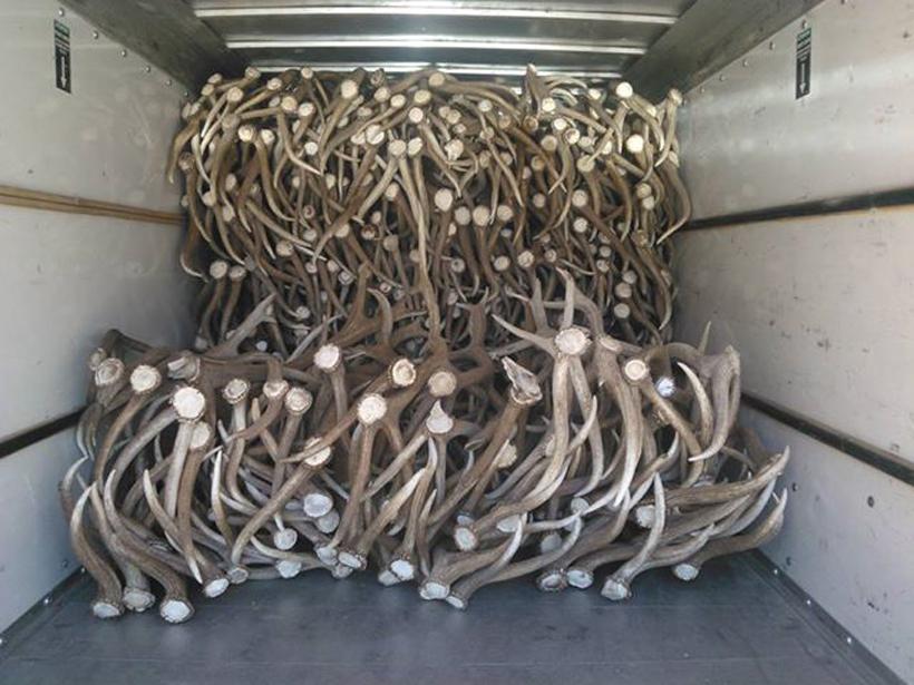 Large pile of elk shed antlers