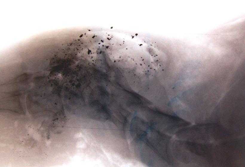 Lead fragments left in mule deer