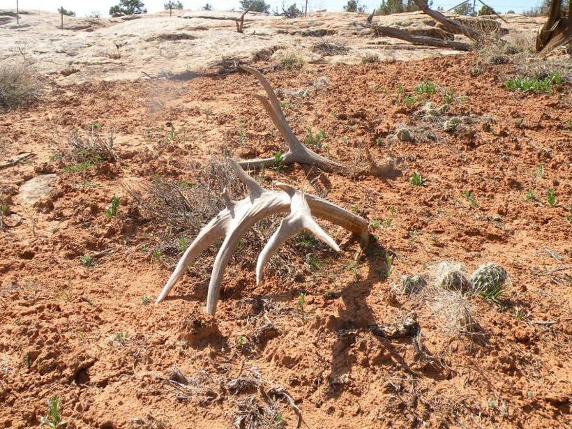 Pair of mule deer shed antlers