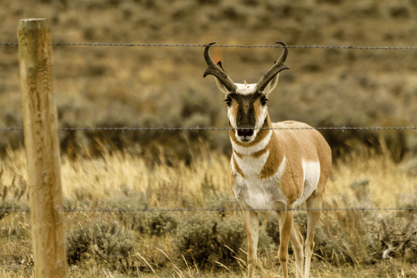 Colorado antelope buck